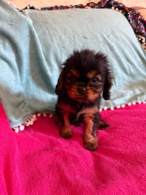 Les chiots de Cavalier King Charles Spaniel