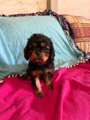 Les chiots de Cavalier King Charles Spaniel