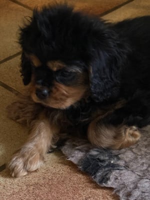 Les chiots de Cavalier King Charles Spaniel