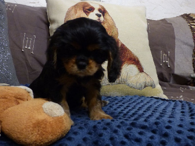 Les chiots de Cavalier King Charles Spaniel