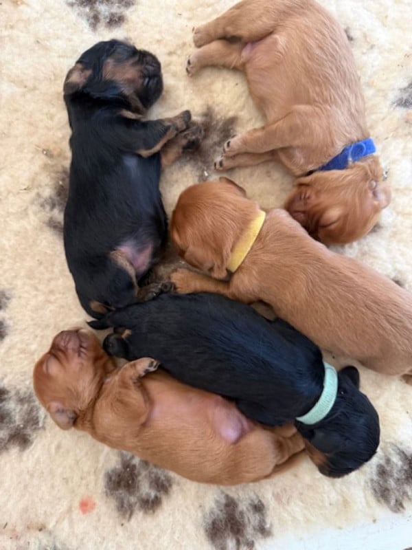 Cavalier King Charles Spaniel - Des Jardins De Noor