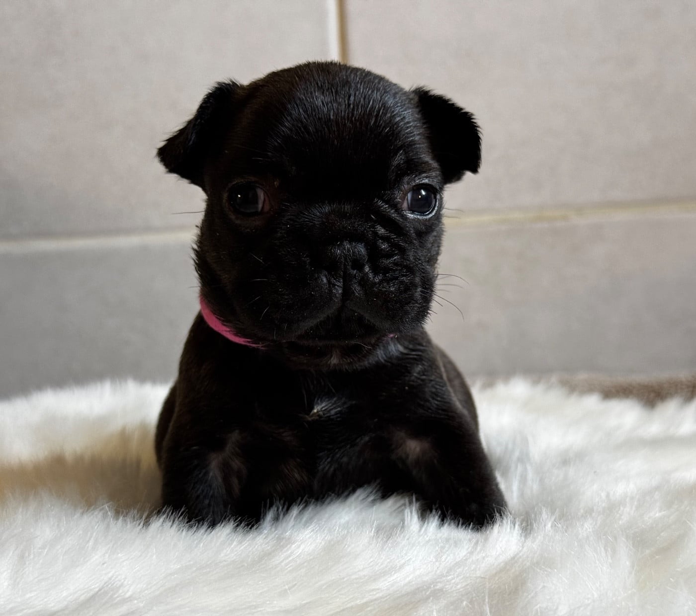 Brune - Bouledogue français