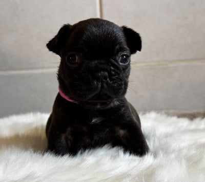 Les chiots de Bouledogue français