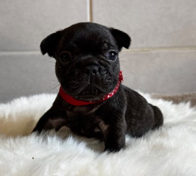 Les chiots de Bouledogue français