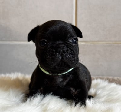 Les chiots de Bouledogue français