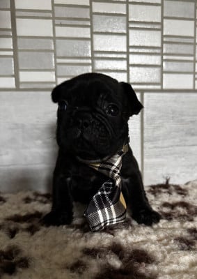 Les chiots de Bouledogue français