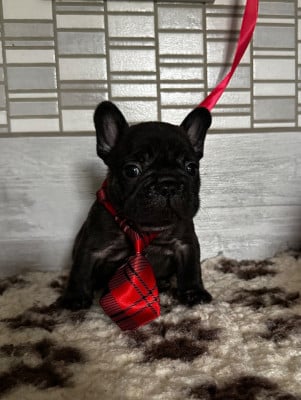 Les chiots de Bouledogue français