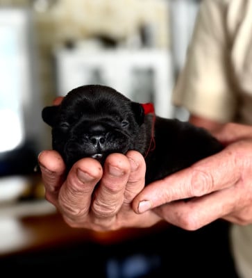 Les chiots de Bouledogue français