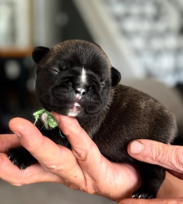 Les chiots de Bouledogue français