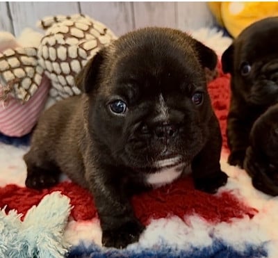 Les chiots de Bouledogue français