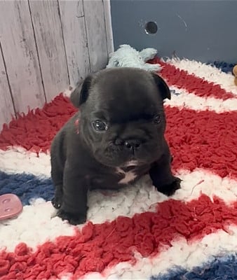 Les chiots de Bouledogue français