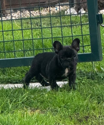 Les chiots de Bouledogue français