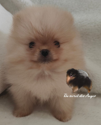 Spitz allemand