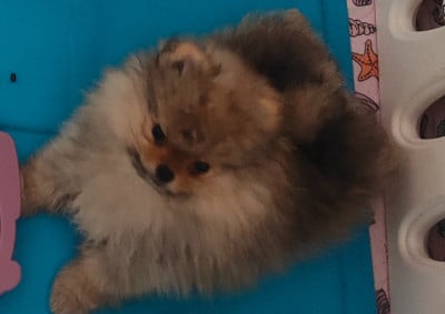 Les chiots de Spitz allemand