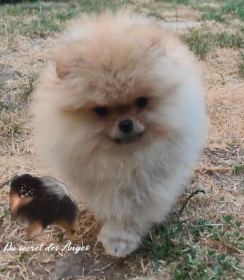 Les chiots de Spitz allemand
