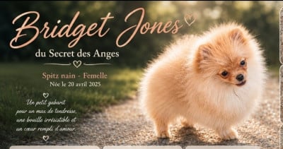 Les chiots de Spitz allemand
