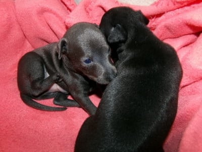 Les chiots de Petit Levrier Italien