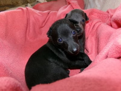 Les chiots de Petit Levrier Italien