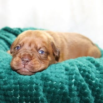 Les chiots de Dogue de Bordeaux