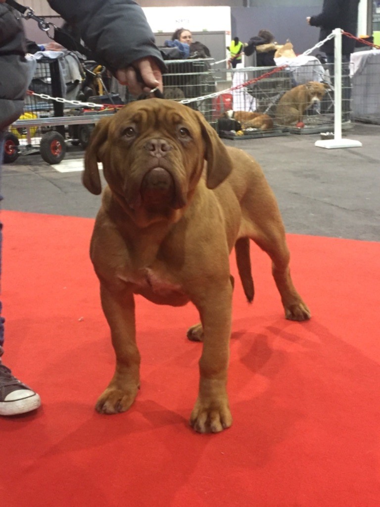 Ops De La Forêt Des Deesses - Très prometteur classe baby femelle