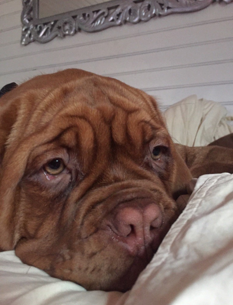 Ops De La Forêt Des Deesses - Très prometteur- Meilleur baby - classe baby