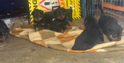 Les chiots de Rottweiler