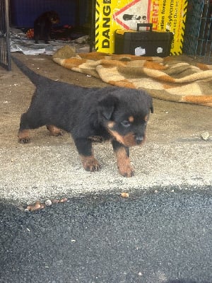 Les chiots de Rottweiler