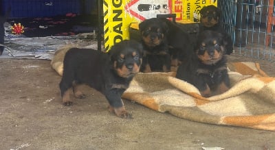 Les chiots de Rottweiler