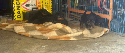 Les chiots de Rottweiler