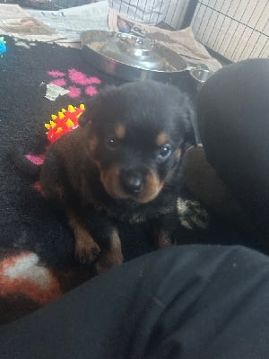 Les chiots de Rottweiler