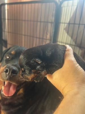 Les chiots de Rottweiler