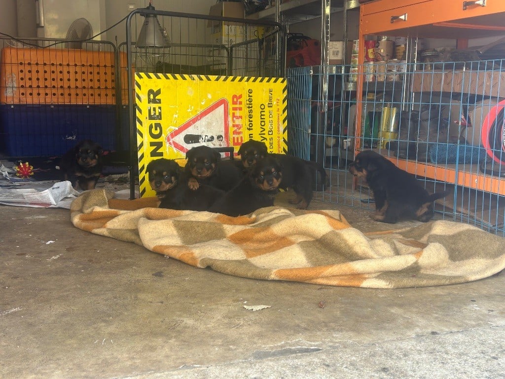 Rottweiler - Des Gardiens Du Diamant Noir