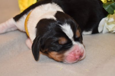 Les chiots de Basset Hound