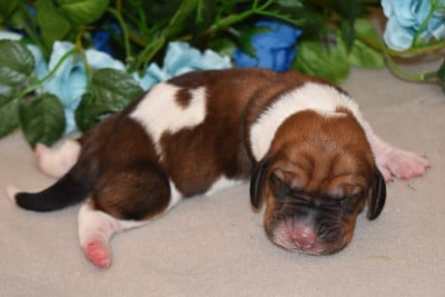 Les chiots de Basset Hound