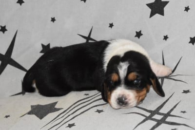 Les chiots de Basset Hound