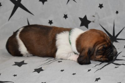 Les chiots de Basset Hound