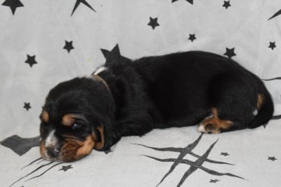 Les chiots de Basset Hound