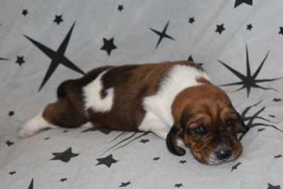 Les chiots de Basset Hound