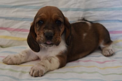 Les chiots de Basset Hound