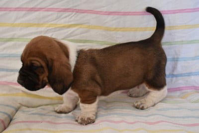 Les chiots de Basset Hound