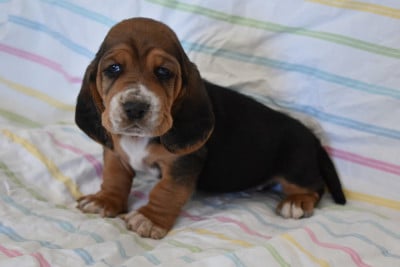 Les chiots de Basset Hound