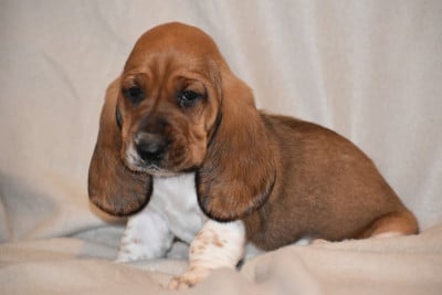 Les chiots de Basset Hound