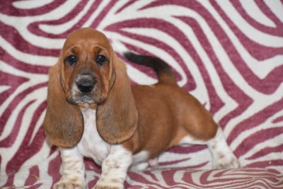 Les chiots de Basset Hound