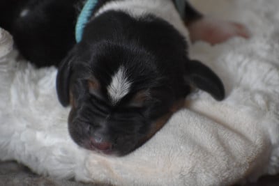 Buzz l 'éclair - Basset Hound