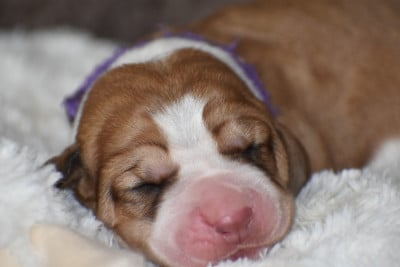 Basset Hound