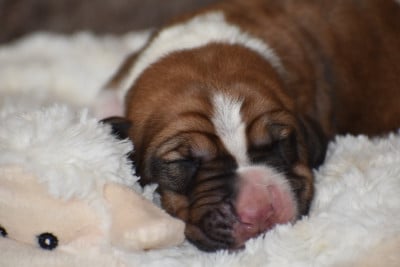 Biscotto - Basset Hound