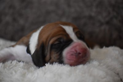Blablacar - Basset Hound