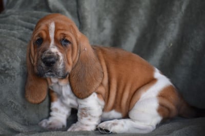 Les chiots de Basset Hound