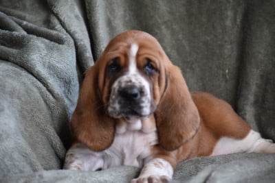 Les chiots de Basset Hound