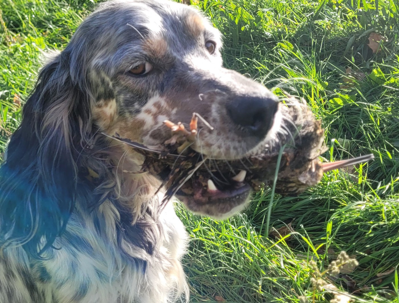 Publication : Du Ruisseau Des Sapins Auteur : Elevage du Ruisseau des Sapins